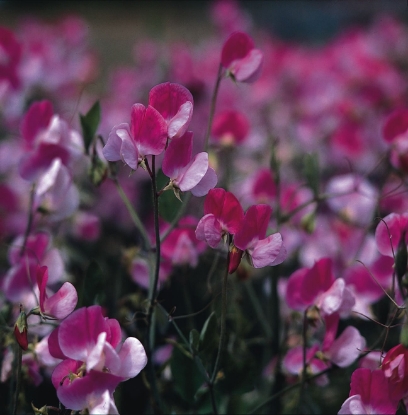 Picture of Sweet Pea Grandiflora - Painted Lady